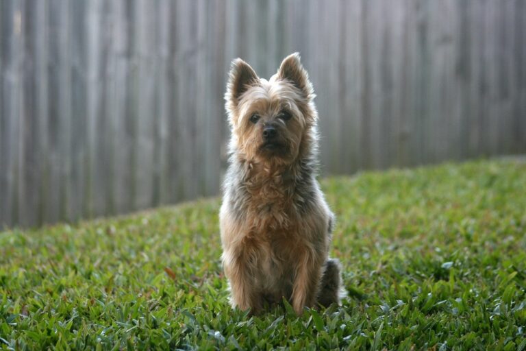 silky, silky terrier, australian silky terrier-955042.jpg